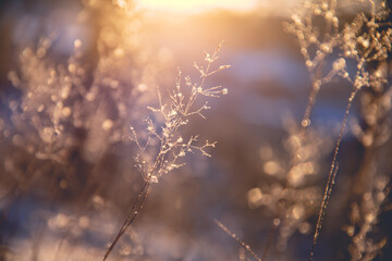 关于有趣的动物二年级的写话