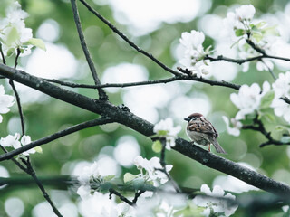 艺术节手抄报简介艺术节手抄报内容写什么